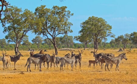 Typical African Savannah with zebras and Eland with a blue sky and green trees in South Luangwa, Zambia